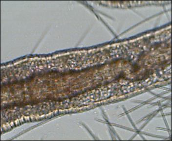 Малощитинковый червь